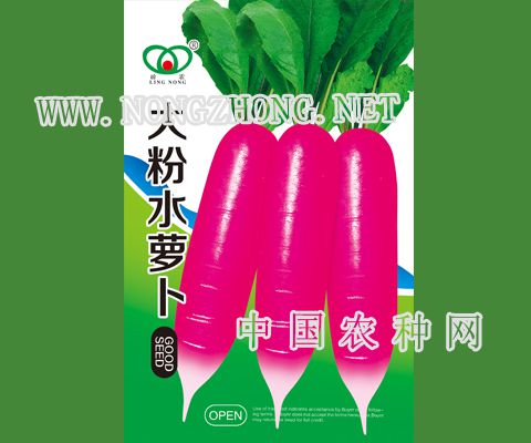 大粉水萝卜